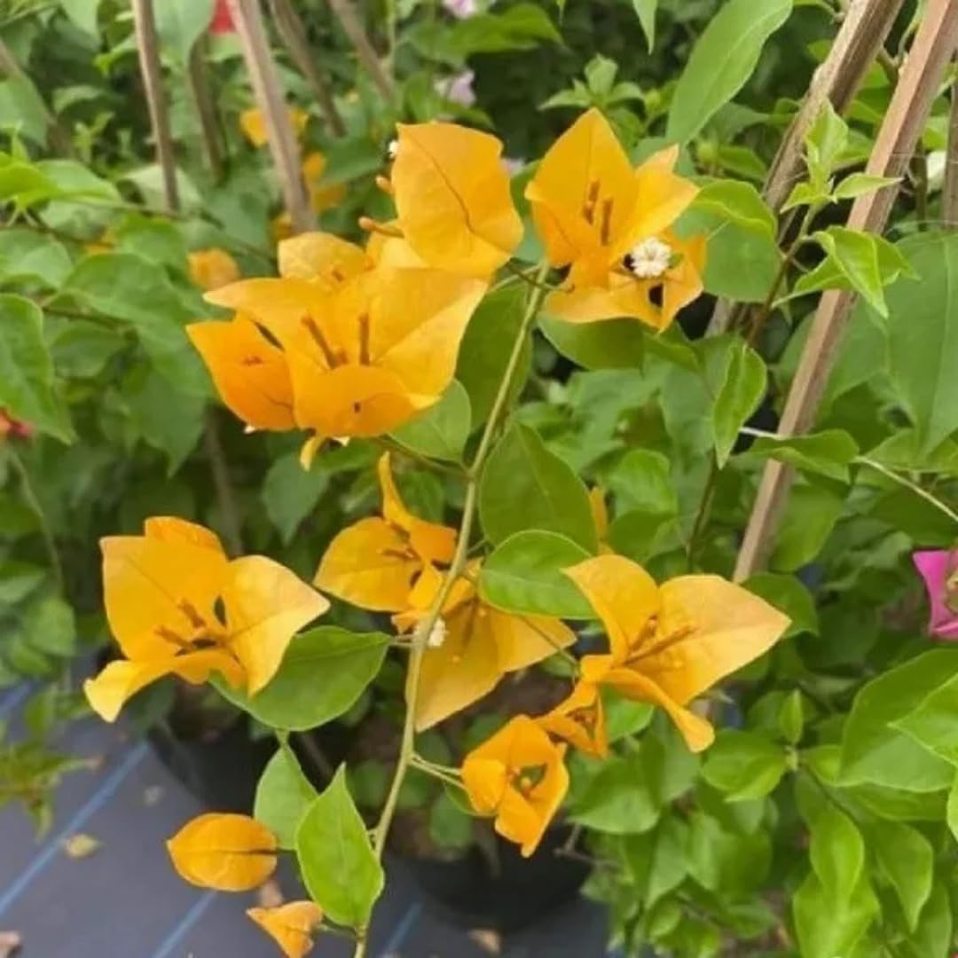 4 Bougainvillea Plants Live, Gold Bougainvillea Flower Plant, Live Bougainvillea Vine Plant for Gardening, 4 to 6 Inc in Height
