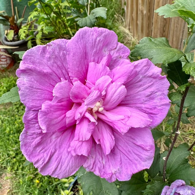 Pink Althea Rose of Sharon Tree Live Plant, 1 Year Old Dormant Seedling in Quart Pot, Hibiscus Syriacus for Outdoor Planting, Cold Hardy