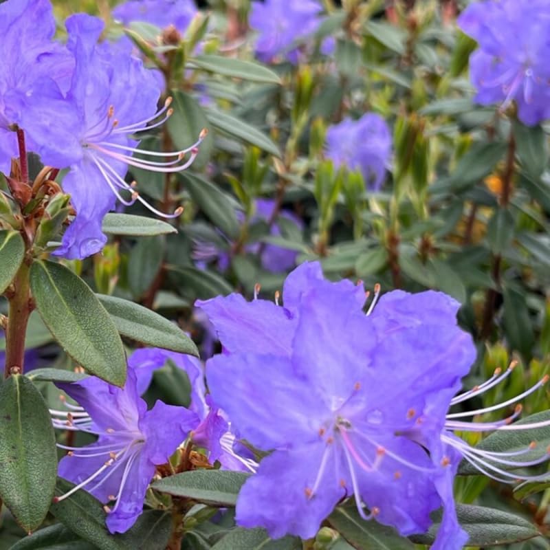 Upright Blue Rhododendron Plant Live, Azalea Plants, Rhododendron Azalea Bushes Ready to Plant, Live Shrubs for Outdoor Planting