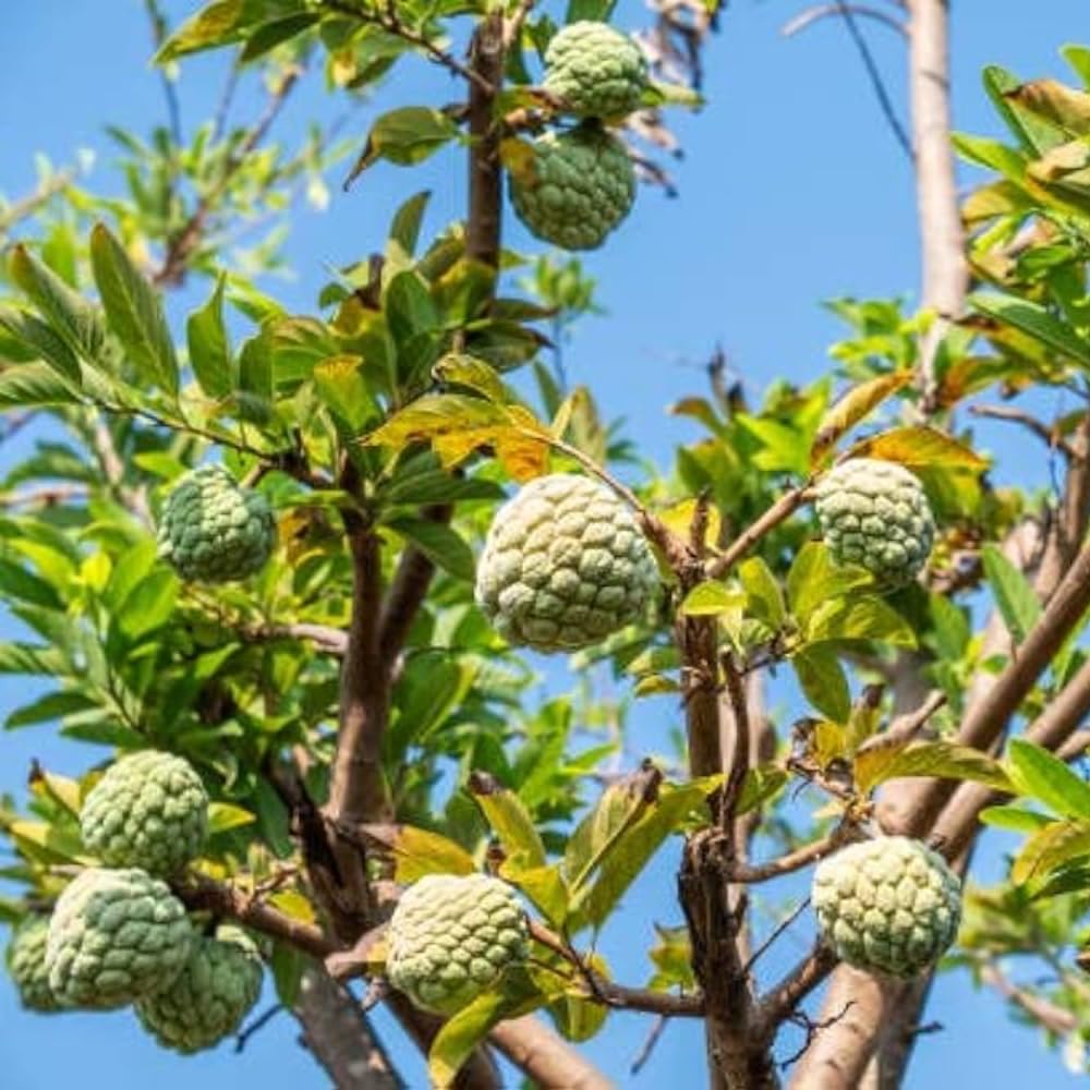 Sugar Apple Plant Live, 7-12 Inch Tall, Annona Squamosa Sugar Apple Fruit Tree Live Plant, in 3.5" Pot