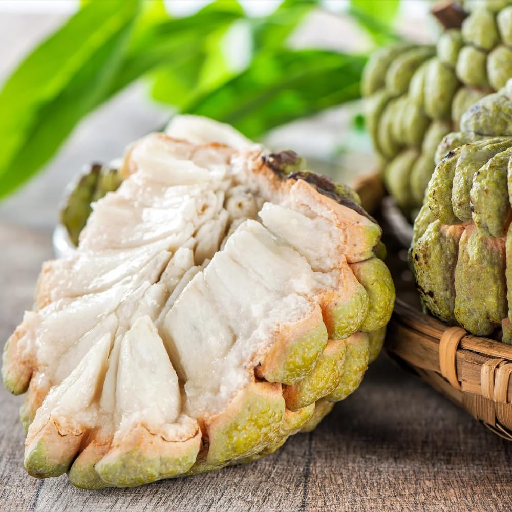 Sugar Apple Plant Live for Planting 2-3 Feet Tall, 3 Gallon Pot, Annona Squamosa Sugar Apple Tree Live Plant, No Ship to CA