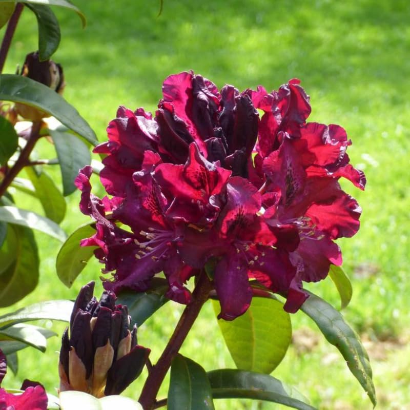 1-2Yrs Old Rhododendron Plants Live in Pot, Rhododendron Azale Bush Shrub Tree Plant, Red and White Blooms