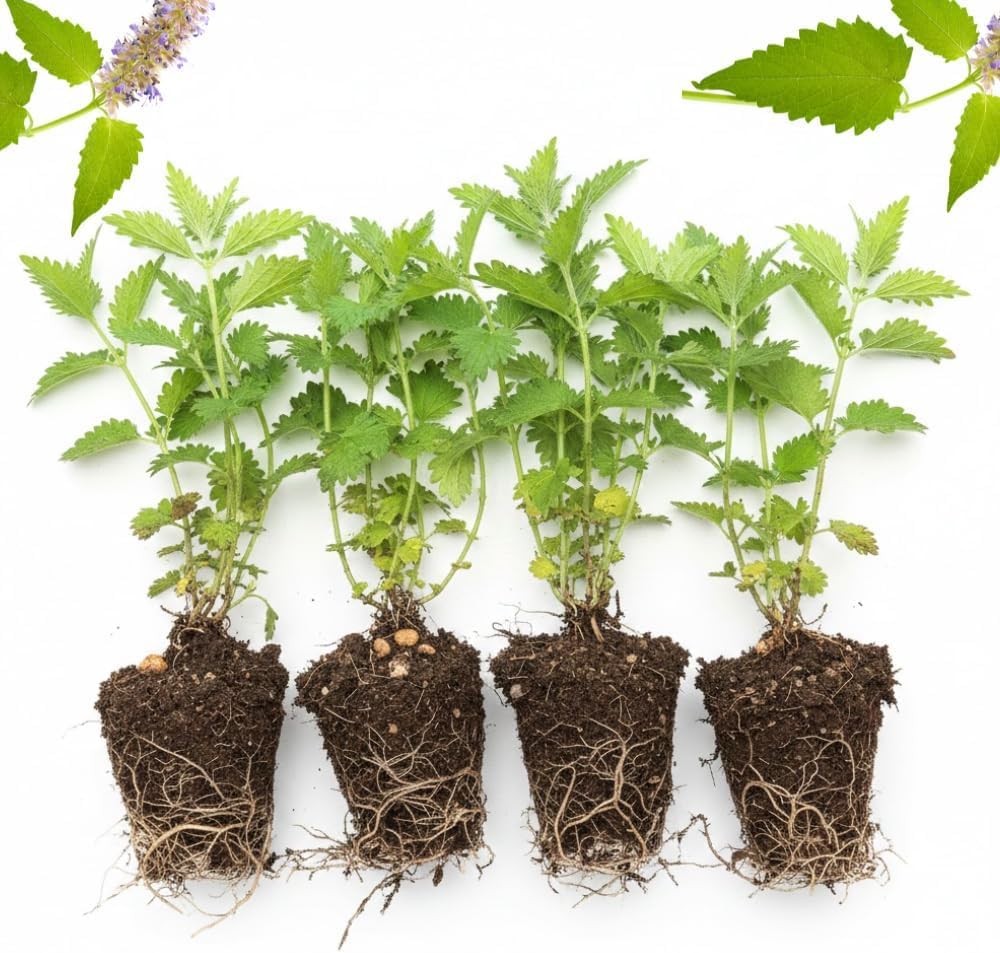 Pack 3 Catnip Plants Live, 4-7" Tall, Catnip Mint Plants Herbs Well-Rooted for Planting Indoor Outdoor Home Garden