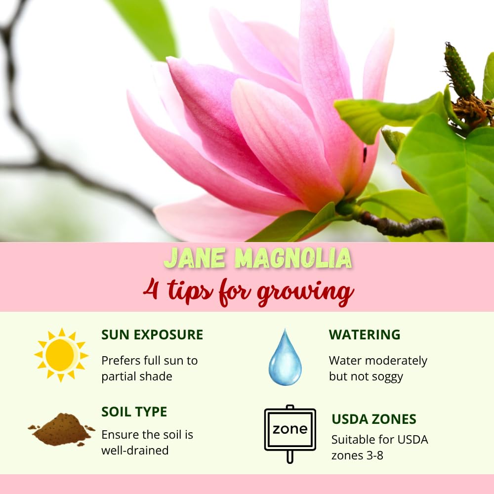 Jane Magnolia Live Plant, Fragrant Pink Magnolia Shrubs in 3 Gallon Pot, Cold Hardy, 2 to 3 Feet Height, No Ship to CA