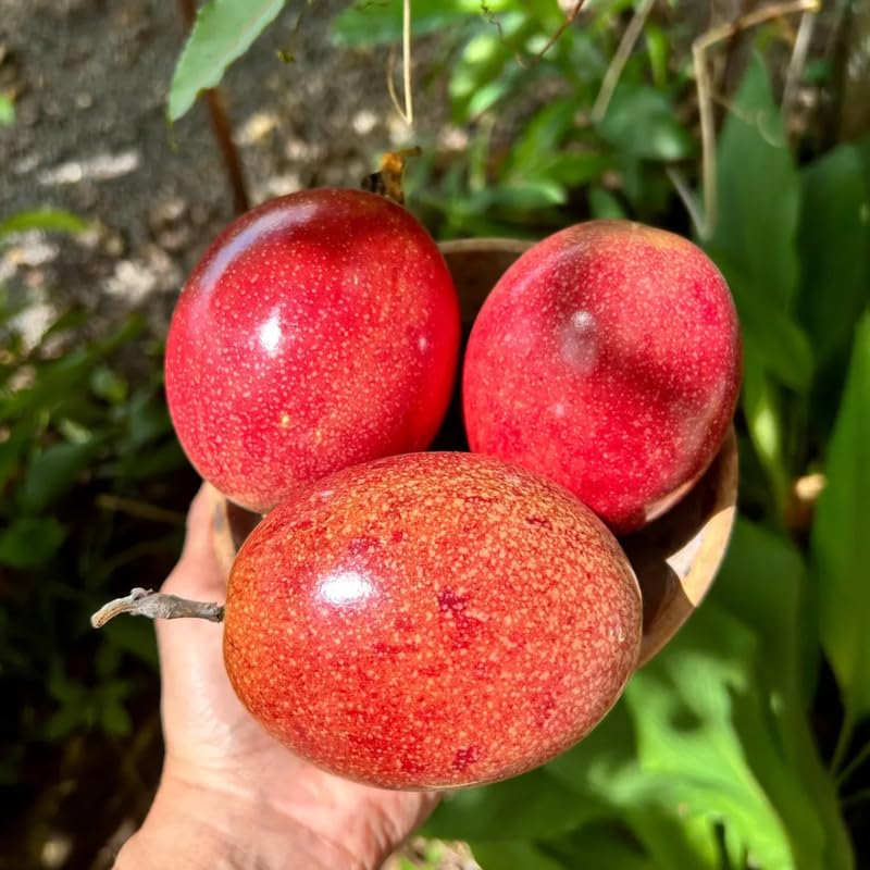 Red Passionfruit Tree Live Plant, Passion Fruit Vine Plant, 4-8 Inches Tall, Outdoor Planting, Very Fast-Growing Vines
