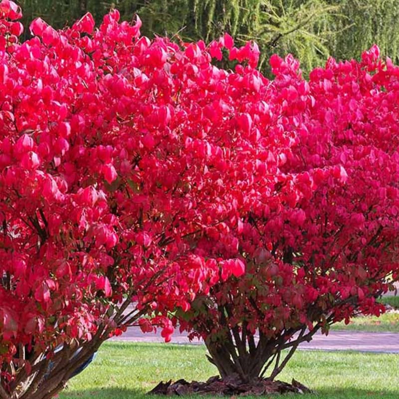 Red Dwarf Burning Bush Plant Live, Dormant, Burning Bush Shrub in Quart Pot for Outdoor Garden