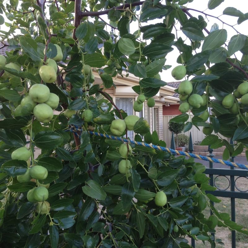Thai Jujube Tree Live Plant 3 Gallon Pot, 1-1.5 Ft Tall, Date Fruit Tree for Outdoor Garden, Spring Planting, Fast Fruiting