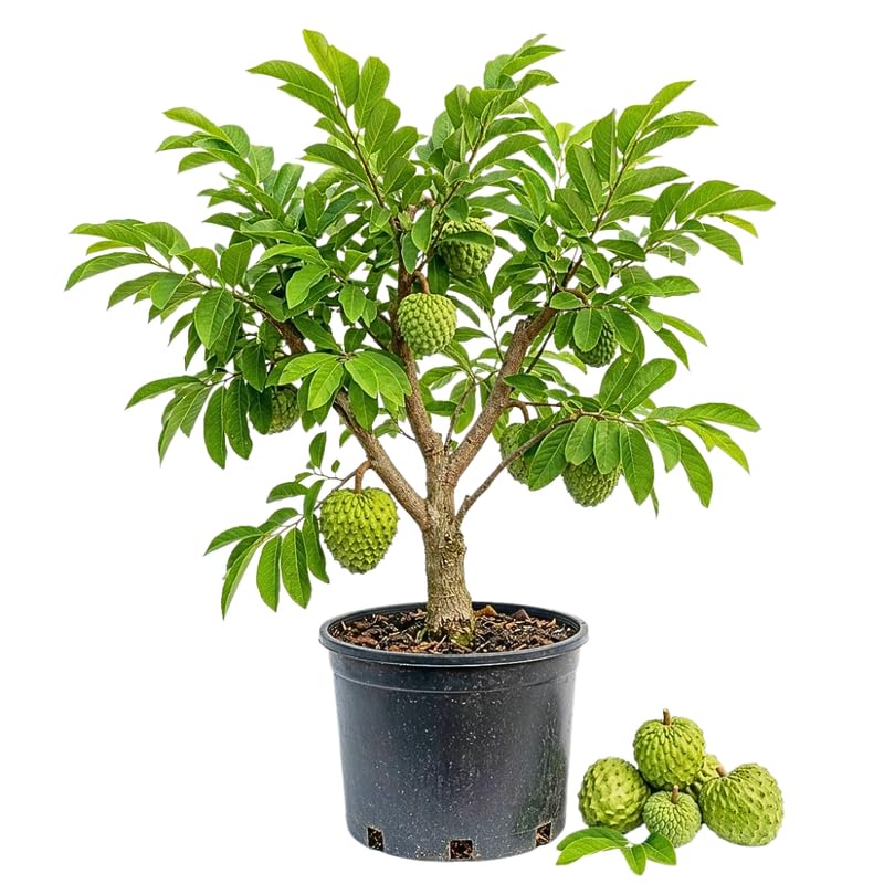 Green Sugar Apple Tree 24-30' Tall in 1 Gallon Pot, Sugar Apple Fruit Tree, Sweet Fruit for Growing, No Ship to CA