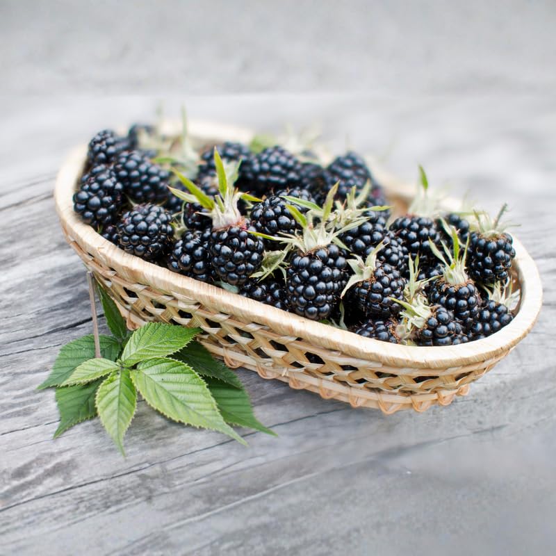 2 BlackBerry Bushes Live Plant, Sweet, Thornless, High Yielding Berries for Outdoor Planting, Fully Rooted 4-7 Inches (Navaho)