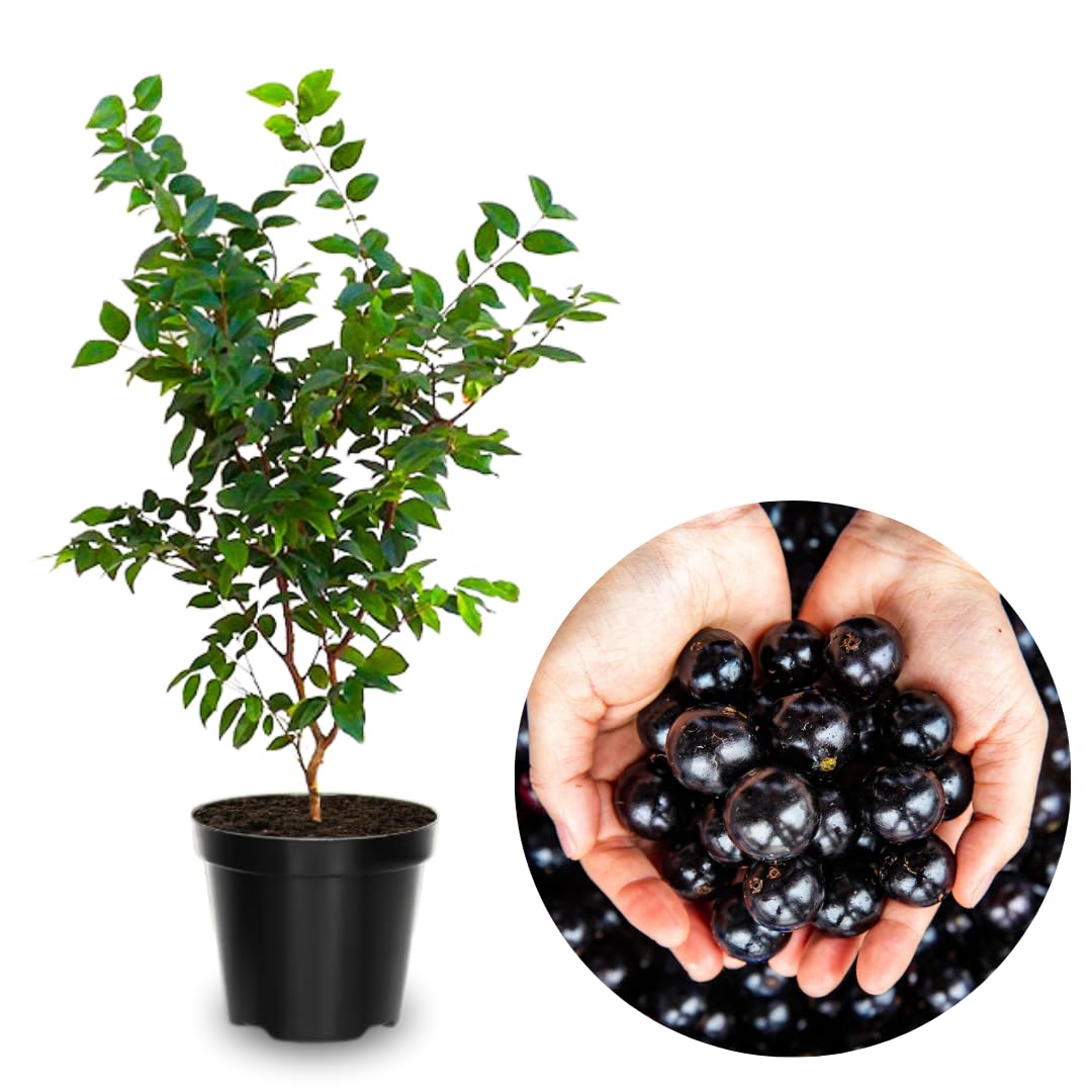 Rare Airlayered Black Jaboticaba Tree Live Plant for Planting, 3 Gallon 1-2 Feet Brazilian Grapetree Black Jabuticaba Tree Plant, Live