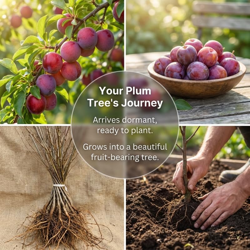 Plum Tree Live Plant 2.5-3 Feet Tall, Sweet Plum Fruit Tree for Backyard Orchard, Patio Containers or Home Garden Growing, No Ship to CA