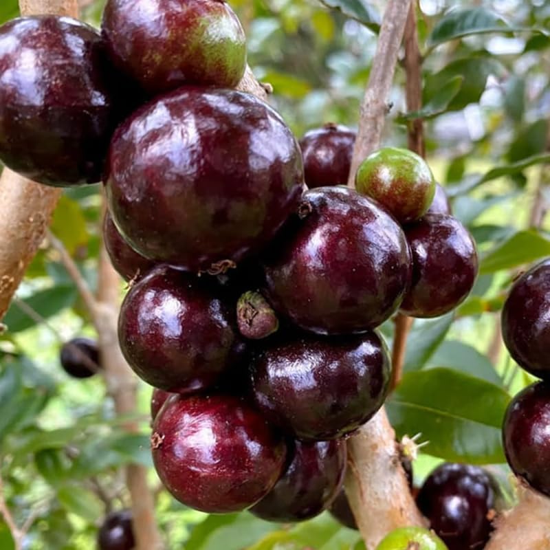 Jaboticaba Tree Live Plant in 3 Gallon Pot, 1 to 2 Feet Tall, Black Jaboticaba Plant for Outdoor Garden or Patio, No Ship to CA