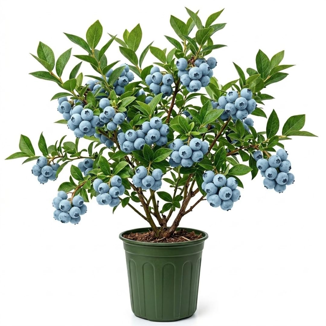 3 Years Old Prince Blueberry Bush Tree Live Plant 1-2 Feet Tall in 2 Gallon Pot, Blueberries Plants, High Yielding, Ready to Fruit, No CA