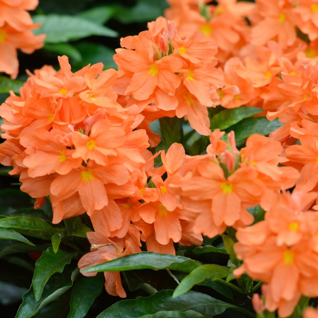 Set of 2 Live Orange Crossandra Plants, Crossandra Flower Shrub, 4-7 Inches Tall for Home Gardening