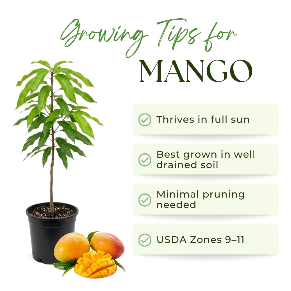 Mango Trees Live Plants, Glenn Mango Tree, 3 Gallon, 2-3 Feet Tall, Tropical Fruit Tree for Outdoor Garden, No Ship to CA