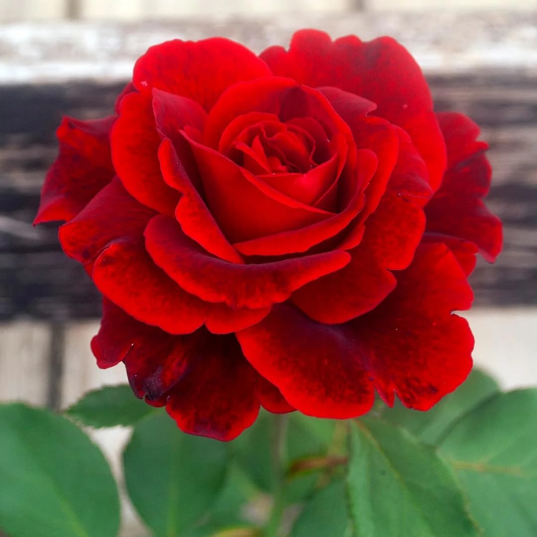 4 Red Don Juan Rose Plants Live, Climbing Roses Can Train As Rose Bushes, Fragrant Flowering Roses for Garden, 4-8" Tall Well-Rooted, Spring Planting