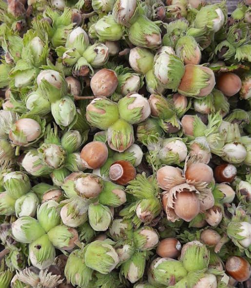 Live Hazelnut Tree 1-2 Feet Tall, 1 Year-Old Hazelnuts Tree, Edible Nut Trees for Growing Outdoor