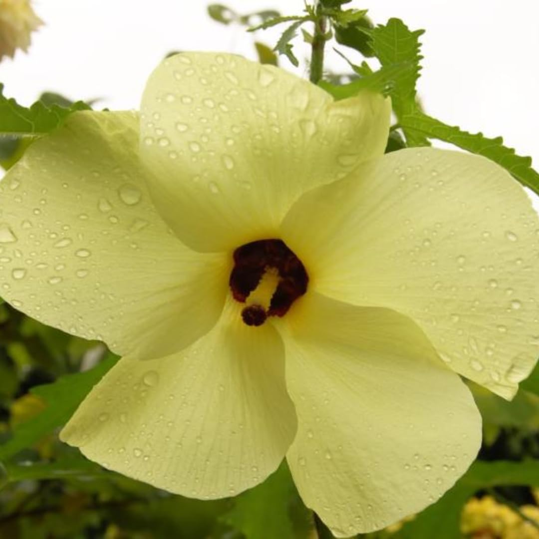 Set 3 Hibiscus Chief Prize Live Plant Tree, Stunning Blooming Shrubs, Starter Size, 4-6 Inc Tall for Outdoor Growing