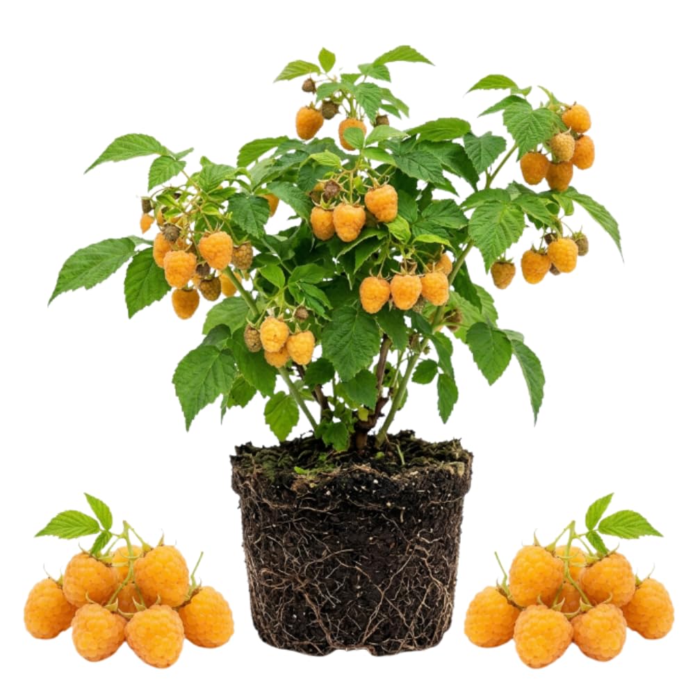Yellow Raspberry Live Plant, Outdoor Garden Berry Plant, 4-8 Inch Tall