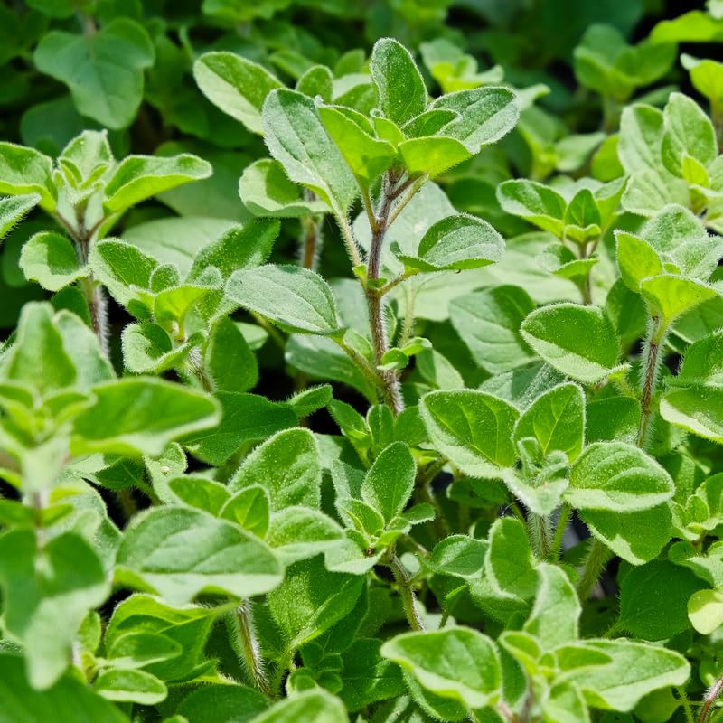 Set of 3 Greek Oregano Plants Live, 4-6 Inches Tall, Mint Plants Live, Culinary Herb for Planting Indoor or Outdoor