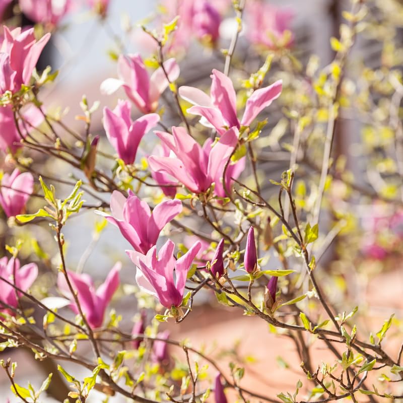 Jane Magnolia Tree Live Plant, Magnolia Flowering Tree for Outdoor Garden, Pink Purple Bloom Tree for Yard, Landscape or Garden Planting, 2-3 Feet in 3 Gallon Pot, No Ship to CA
