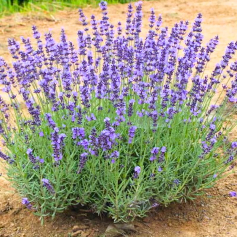 Pack 4 Grey Lavender Plants Live, 4–8" Tall, Fragrant Lavender Flower Lavandula Perennial Well-Rooted, No Pot
