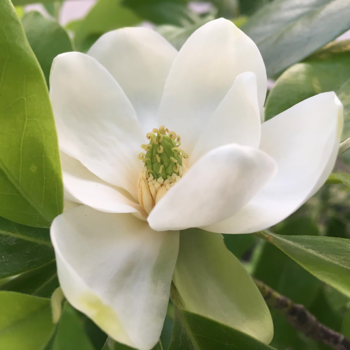 Sweetbay Magnolia Tree, 2-3Ft Magnolia Trees Live Plants, Gallon Pot, Fragrant White Flowers, Dormant in Winter