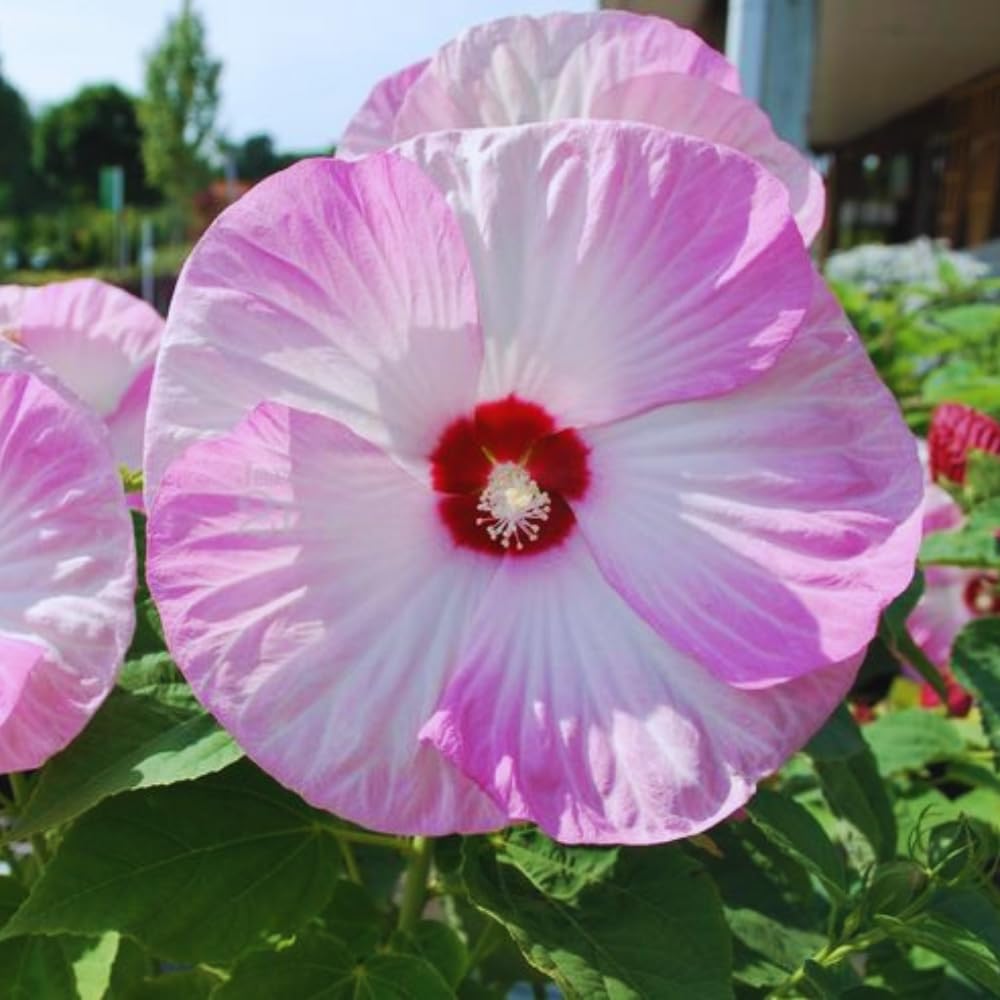 3 Pink Hibiscus Flower Plants, Hibiscus Tree Live Plant, 5 to 8 Inc Tall, Hardy Hibiscus Plants Live, Easy to Plant