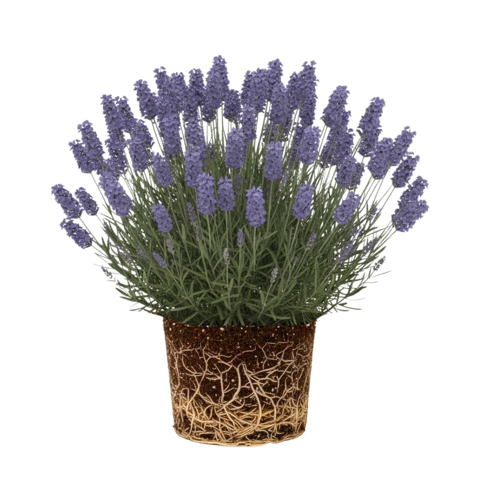 Live Lavender Plant in 3'' Pot, Fragrant Perennial Herb for Indoor and Outdoor Growing, Well Rooted Lavender Flowering Bushes - Grosso Lavender
