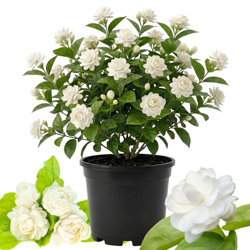 Duke Jasmine Plant Live, White Blooming Vine, 2-3 Feet Tall in 3 Gallon Pot for Indoor or Outdoor Planting, No Ship to CA
