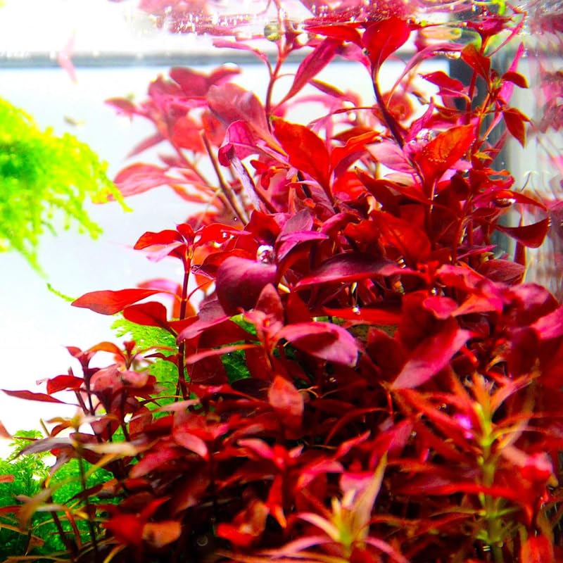 Super Red Ludwigia Aquarium Plants Live, Live Aquarium Tanks Ludwigia Aquatic Plants, No Root, 5 to 7 Stems, Live Aquarium Plants, Freshwater Aquarium for Planting Ponds