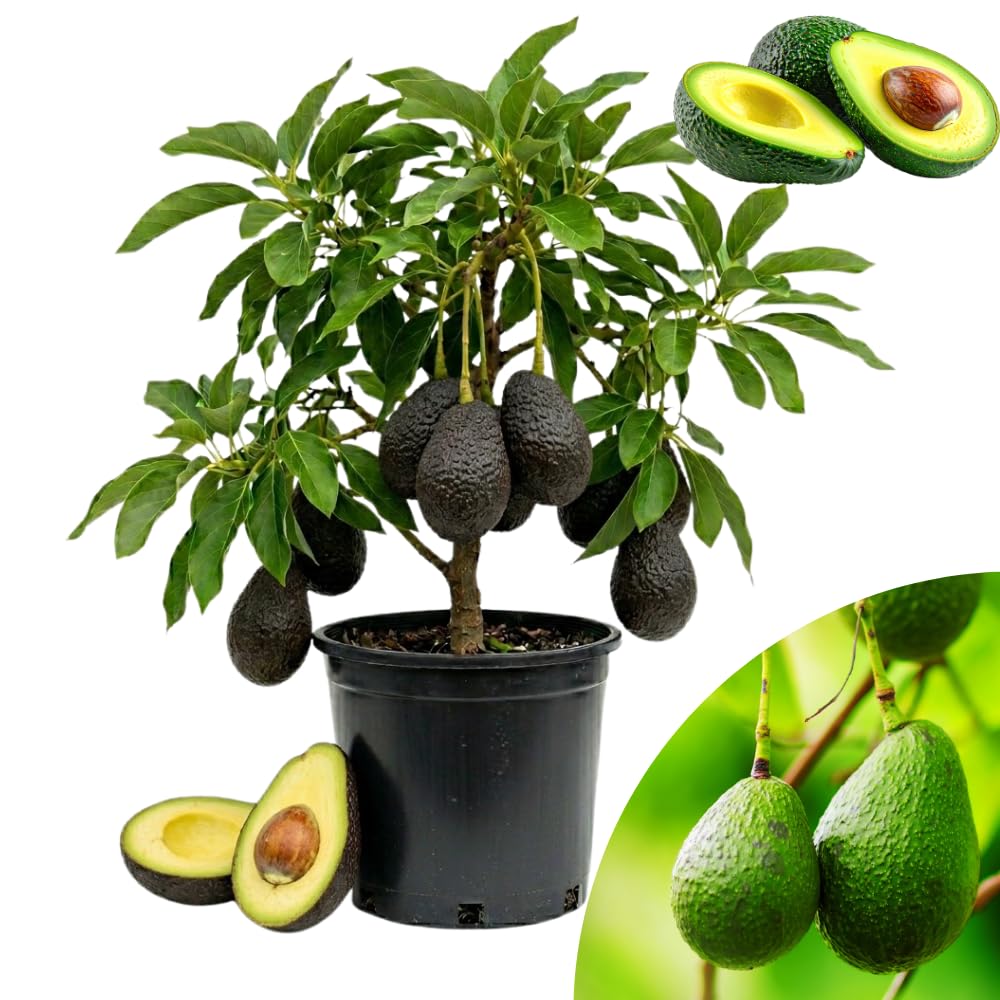Super HASS Avocado Tree, Avocado Trees Live Plants in 3 Gallon Pot, Fruit Bearing Plant for Outdoor Garden, 1-2 Feet Tall, No CA