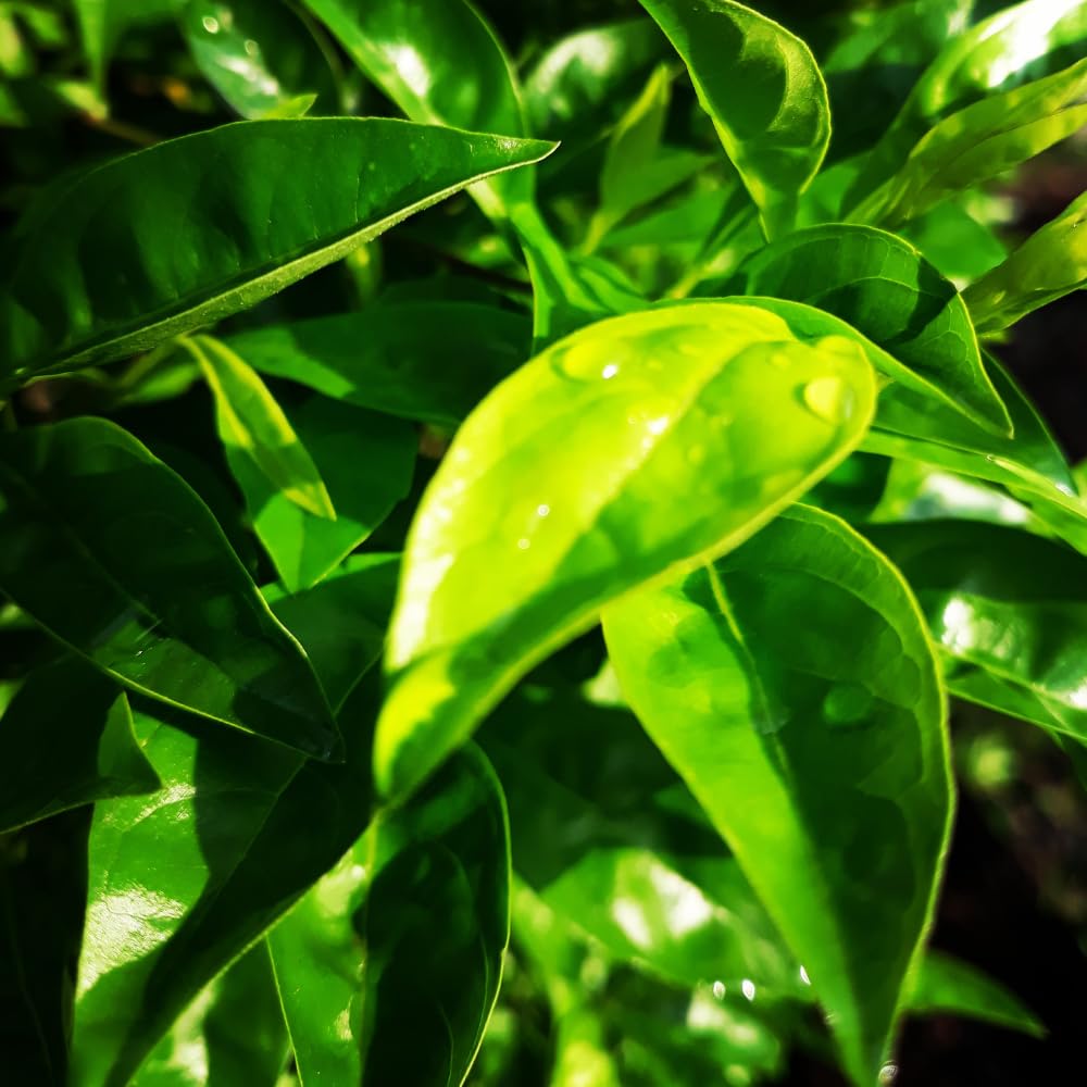 Camellia Sinensis Plants Live, Set 3 Plants, Live Tea Plant Tree from 5 to 7 Inches Tall