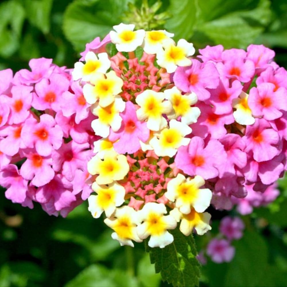 Pack 4 Lantana Plants Live for Planting, Trailing Live Plants 4-9 Inch Tall, Perennial Lantanas Flowers Indoor Outdoor (Pink Lantana)