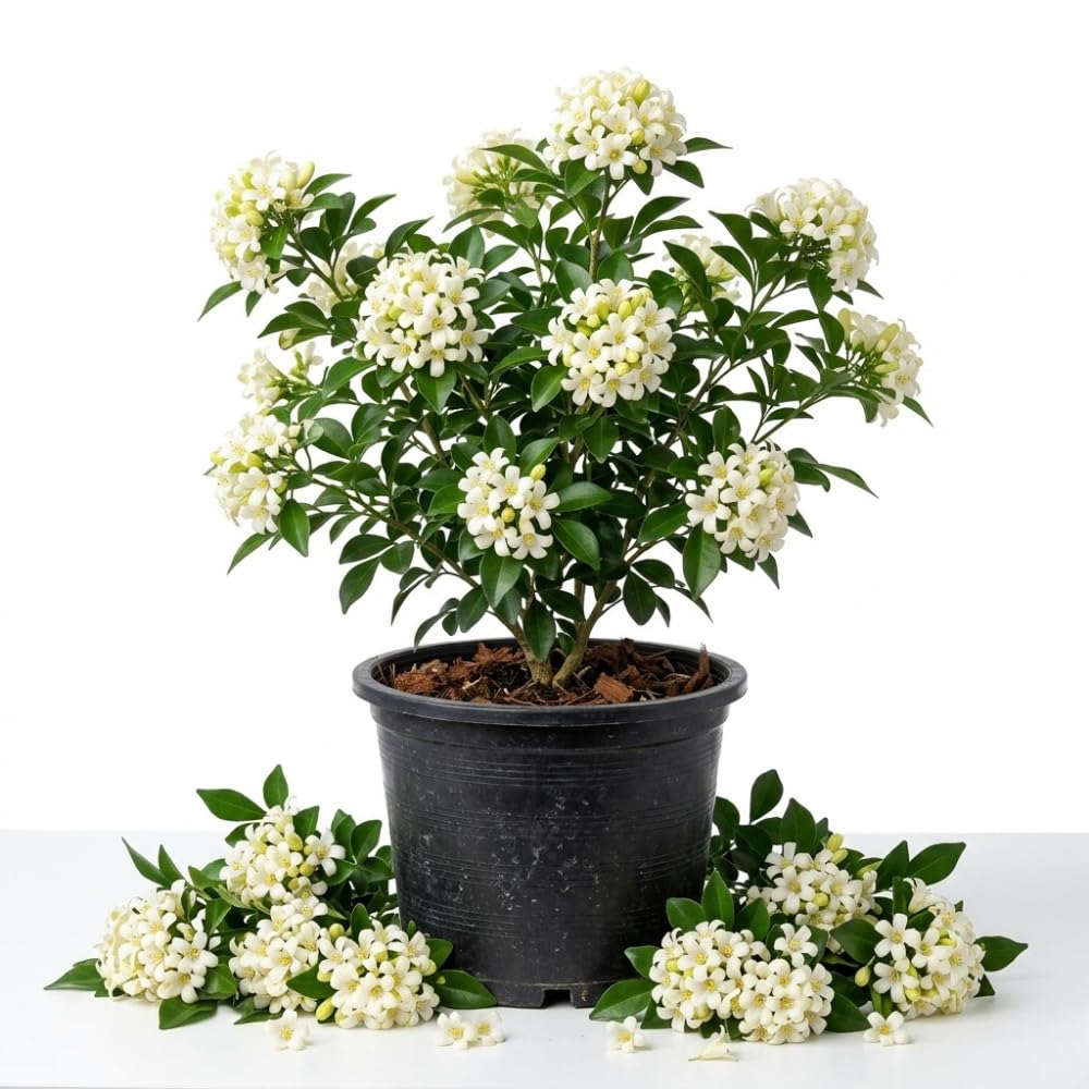 Jasmine Plant Live, 2-3 Feet Tall in 3 Gallon Pot, Jasmine Plant Live, Perennial White Flowers Plants for Growing, No Ship to CA (Orange Jasmine)