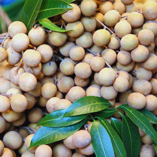 20 Longan Seeds for Planting Indoor, Sweet Fruit Seeds, 20 Seeds