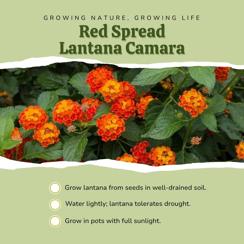 4 Orange Red Lantana Plants Live, Lantana Live Plant from 4 Inches Tall, Hardy Annual Flower Plant Indoor Outdoor