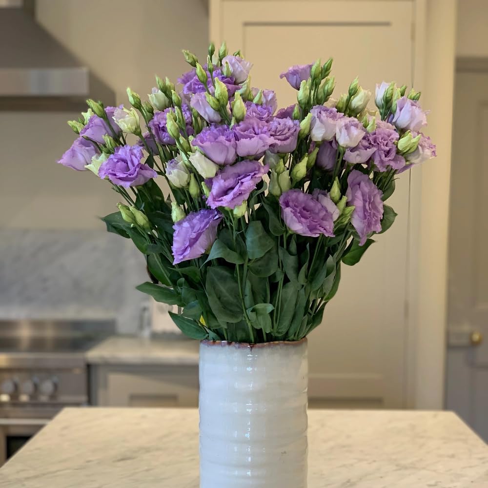 2 Eustoma Lisianthus Live Plants, Lisianthus Flowers Seedlings, 2-3 Inch Tall Well-Rooted Plug, Lisianthus Plants (Lilac Lisianthus)