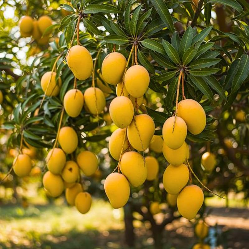 2 Years Old Mango Tree for Planting, Honey Mango Plant Grafted in 3 Gallon Pot, Sweet, Fast-Growing Tropical Tree Seedlings for Outdoor Garden