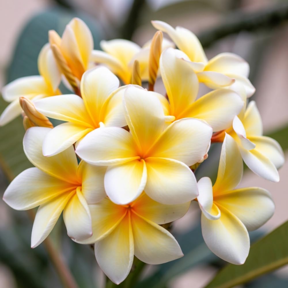 Pack 2 Rare Yellow Plumeria Plant Cutting, White and Yellow Fragrant Flowers, 10-12 Inches Long Cutting, Ready for Planting