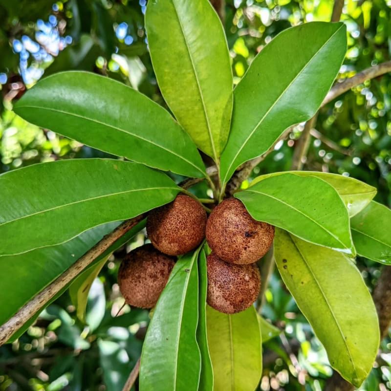 Sapodilla Fruit Tree Live, Garden Ready Tropical Plant for Home and Outdoor Growing, 2-3 Ft Height in 3 Gallon Pot, No Ship to CA