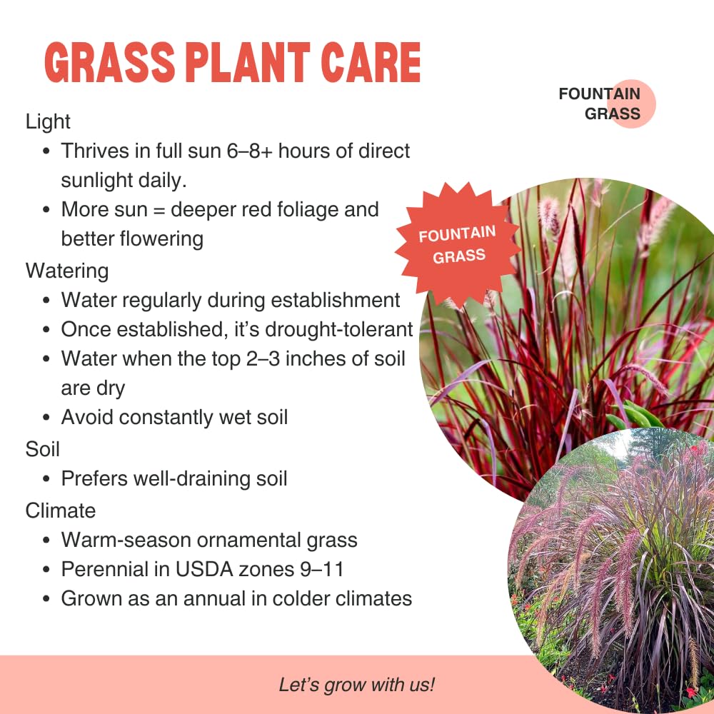 Pack 2 Red Fountain Grass Plants Live, Hardy Ornamental Grass Live Plants for Garden, 4-8" Tall, Deep Burgundy Leaves