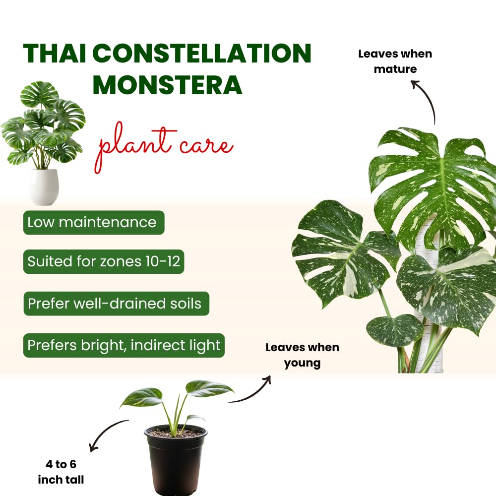 Constellation Monstera Plant Live, Rare Variegated Monstera Live Plant from 4 to 6 Inches Tall, Green and Cream Leaves, Tropical Houseplant, No Pot
