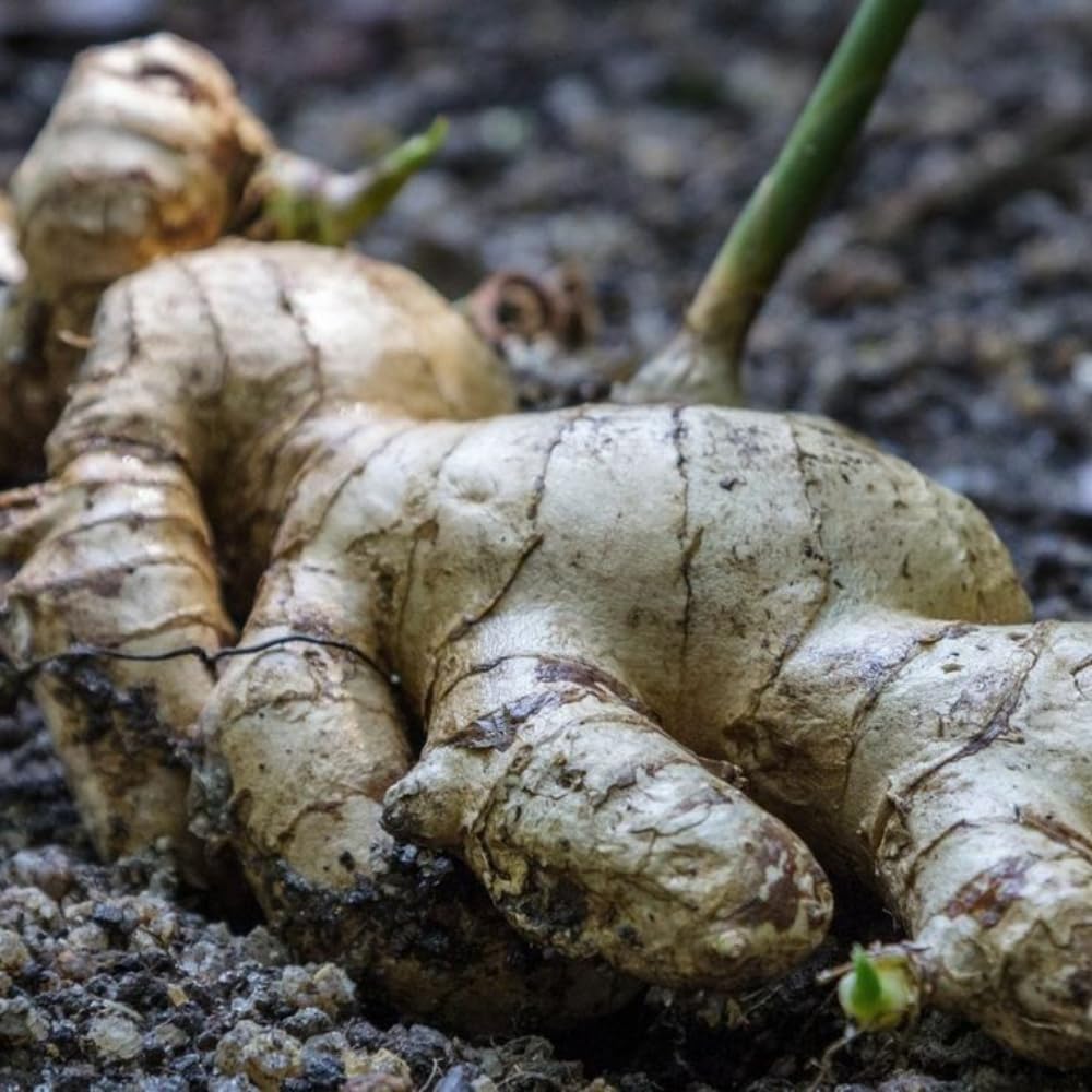 Set 3 Ginger Zingiber Plants Live Well Rooted Plant, 4-8” Tall, Great for Indoor Outdoor Growing