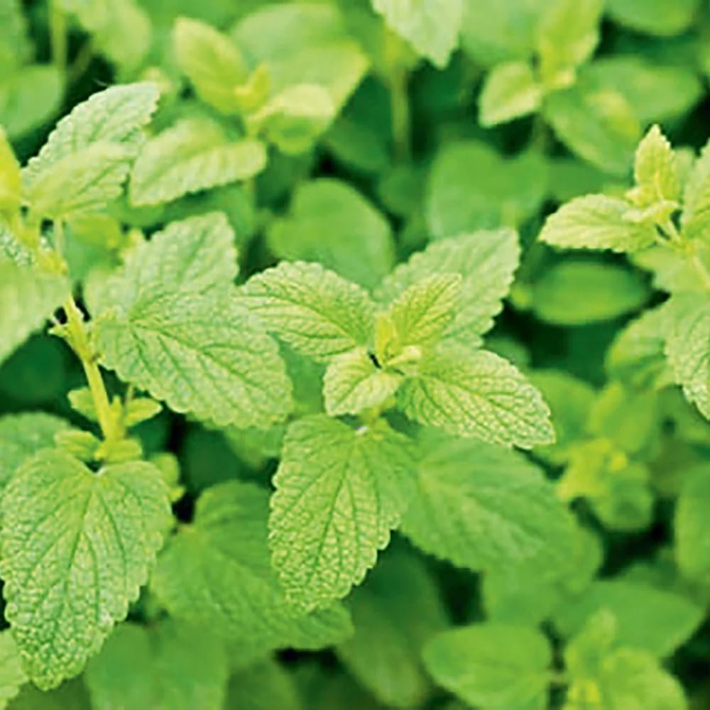 Set of 4 Lemon Balm Plants Live, Perennial Herb for Indoor or Outdoor Planting, 4-7 Inch Tall