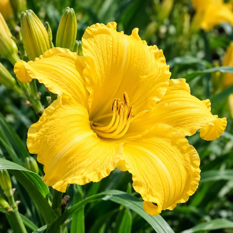 6 Yellow Daylily Live Plants, Perennial Lily Flowers