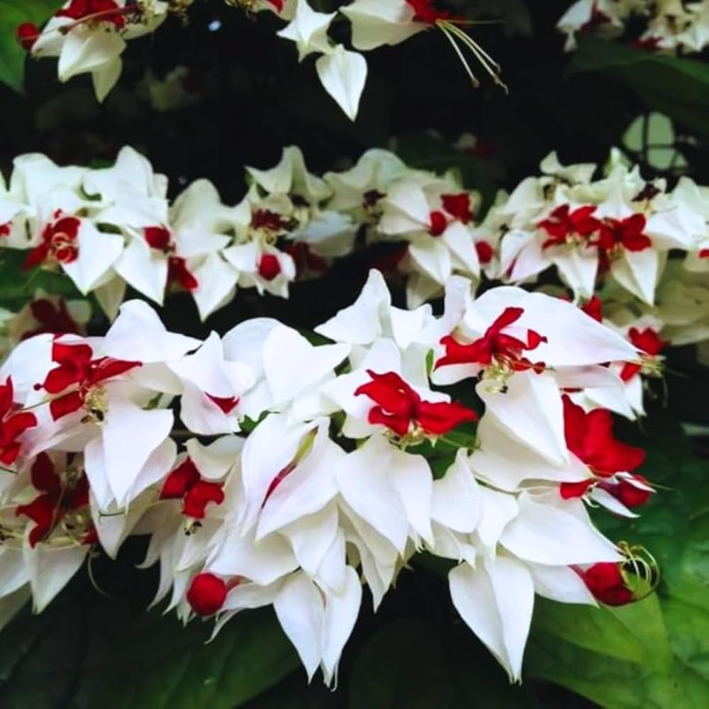 4 Assorted Bleeding Heart Live Plants 4-6 Inch Tall, Perennial Shade Flowers, Bleeding Heart Flowering Vines for Planting Outdoor