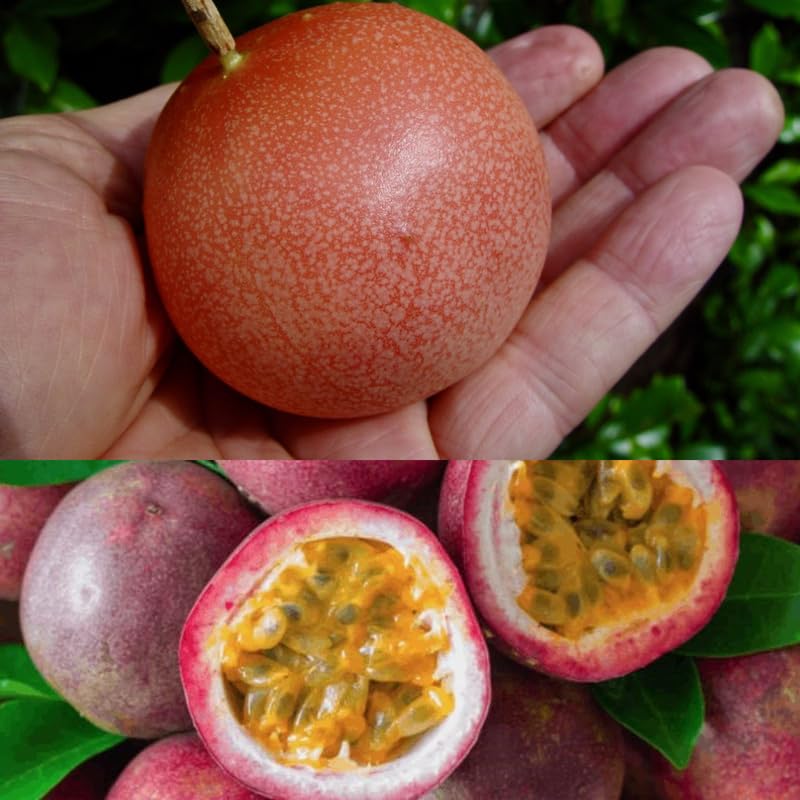 Red Passionfruit Tree Live Plant, Passion Fruit Vine Plant, 4-8 Inches Tall, Outdoor Planting, Very Fast-Growing Vines