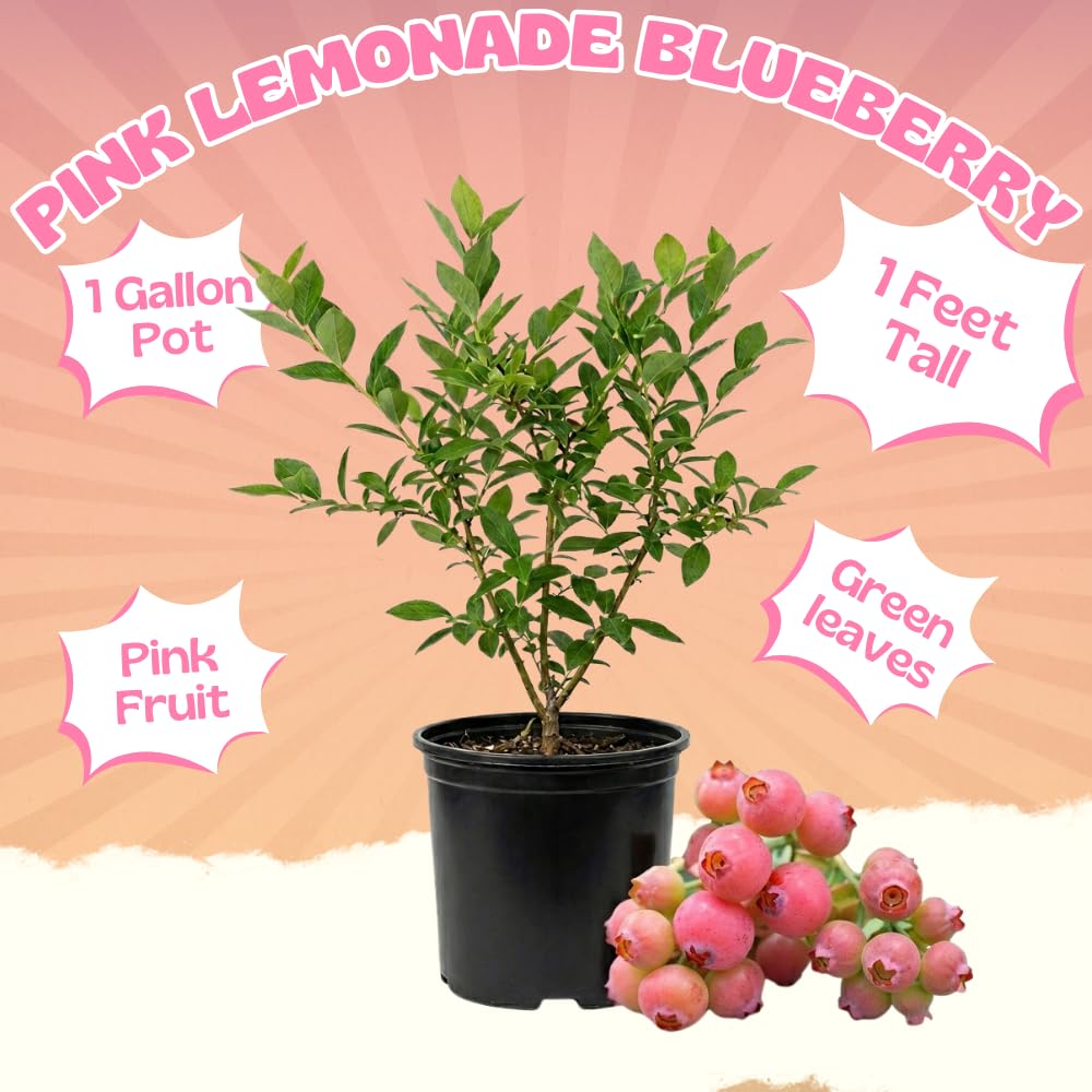 Pink Lemonade Blueberry Live Plant, 1' Tall in 1 Gallon Pot, Pink Fruit Plant, Fully Rooted Blueberry Bush, Sweet Edible Garden Plant, No Ship to CA