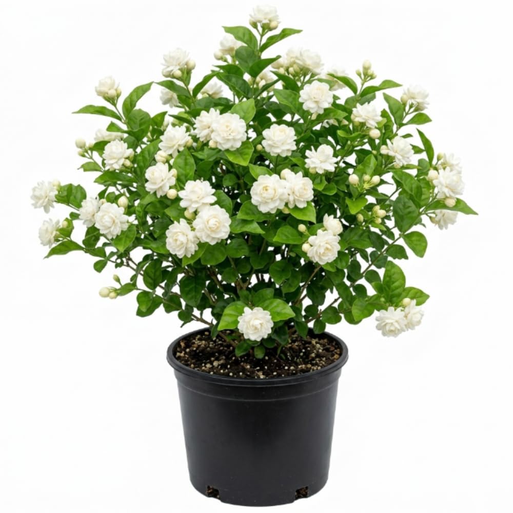 Live Grand Duke Jasmine Plant, 3 Gallon Pot, 1-2 Ft Tall, Jasmine Plant Live Potted, Fragrant Flower Bush for Indoor Outdoor Garden, No Ship to CA
